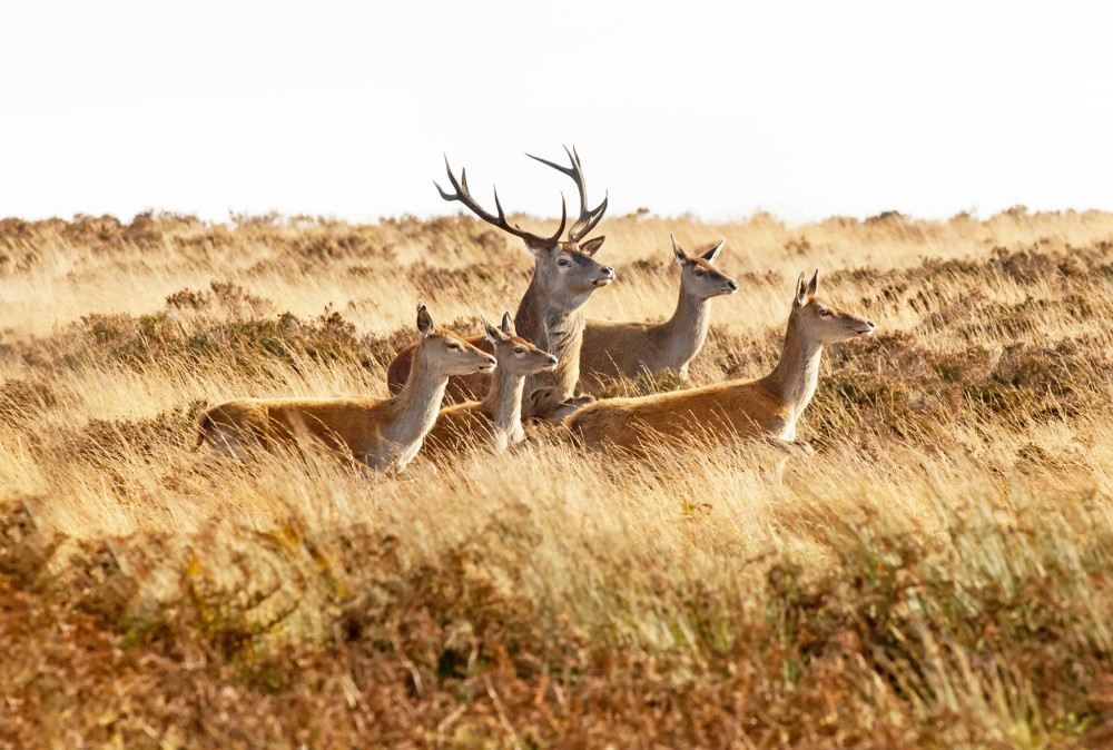 a stroll with the ladies