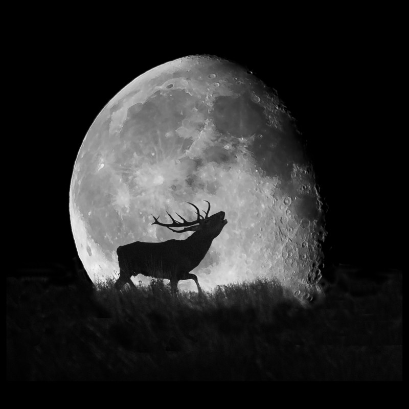 web site exmoor calling