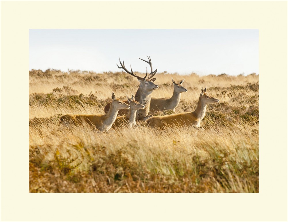 A STOLL ON EXMOOR WITH THE LADIES black edge