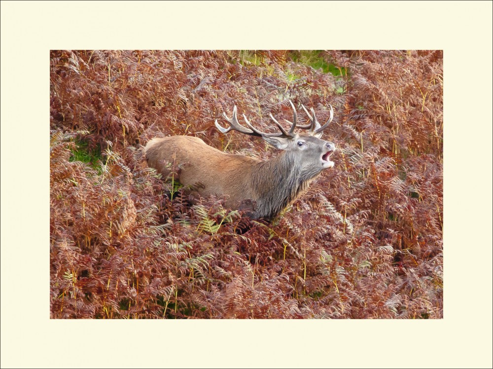 BELLOW EXMOOR black edge