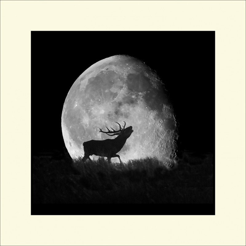 EXMOOR CALLS black edge