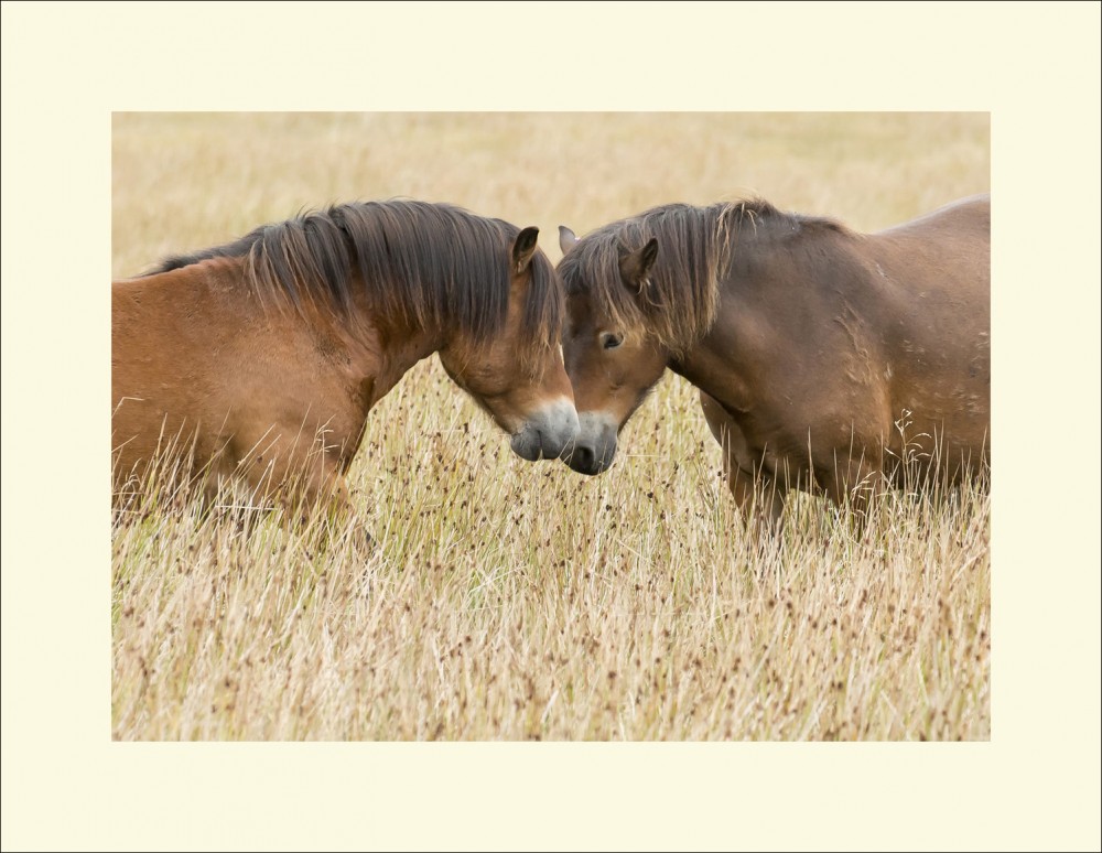 EXMOOR LOVERS black edge