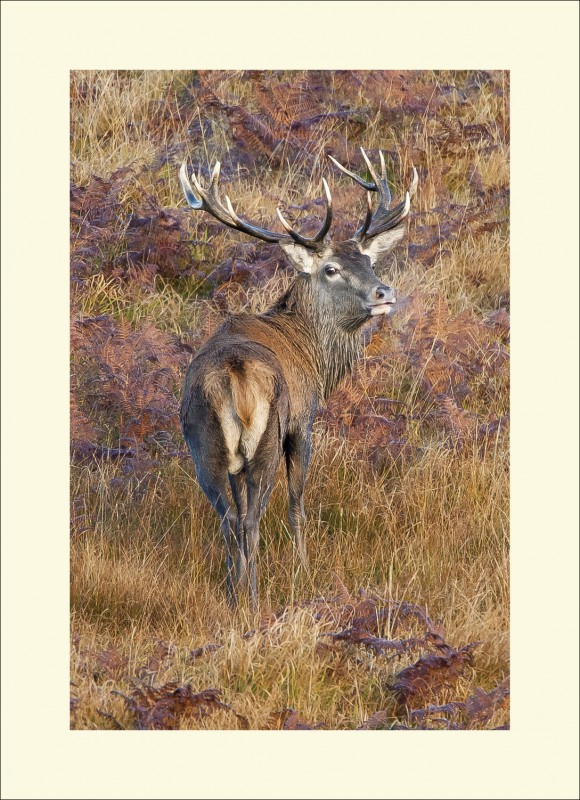 LOOK BACK EXMOOR black edge