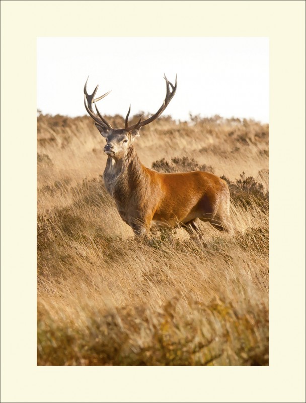 REGAL POSE EXMOOR black edge