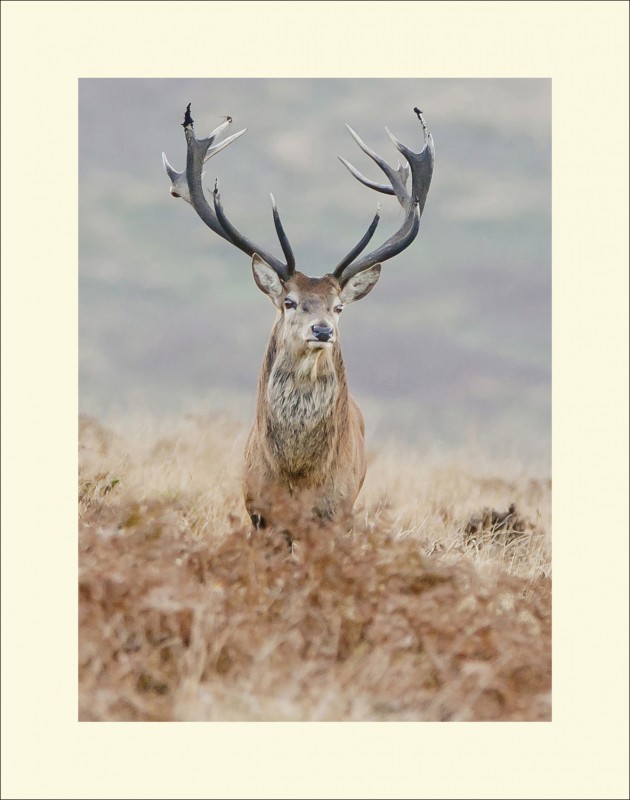 REGAL STARE black edge