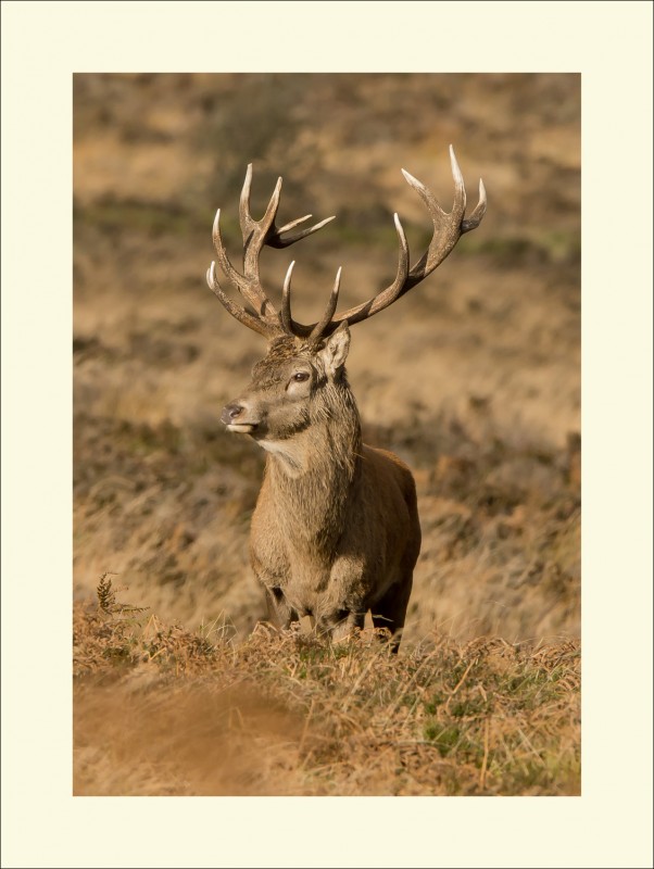 SUNNY DAY ON EXMOOR #3