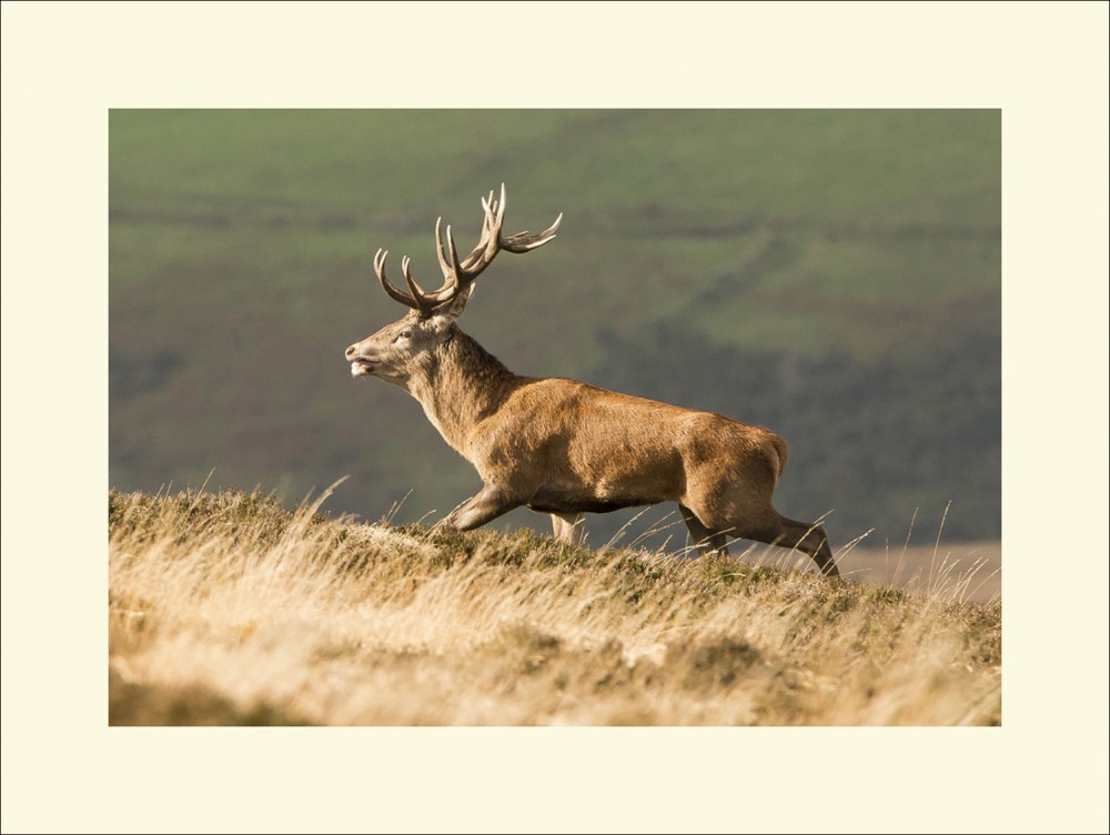 THE CHASE EXMOOR black edge